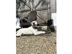 Chance, American Pit Bull Terrier For Adoption In Norfolk, Virginia