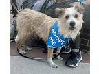 Scruffy Suzette, Wheaten Terrier For Adoption In Mishawaka, Indiana