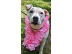 Sally, Bull Terrier For Adoption In Cleveland, Georgia