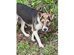 Foxy, Terrier (unknown Type, Small) For Adoption In Darlington, South Carolina
