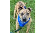 Pogo, American Staffordshire Terrier For Adoption In Darlington, South Carolina