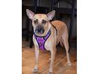 Trace, American Pit Bull Terrier For Adoption In Shakopee, Minnesota
