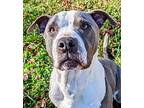 Woodrow, American Pit Bull Terrier For Adoption In Cleveland, Georgia