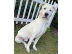 Malcom B Good With Cats, Labrador Retriever For Adoption In Mishawaka, Indiana
