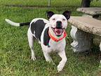 Marlin, Terrier (unknown Type, Small) For Adoption In Darlington, South Carolina
