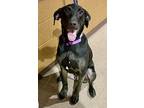 Tranquill House & Obedience Trained, Labrador Retriever For Adoption In