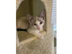 Snowcap, Siamese For Adoption In Dallas, Texas