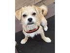 Summer, Jack Russell Terrier For Adoption In Huntington, New York