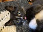 Honeybun, Domestic Mediumhair For Adoption In Pendleton, Oregon