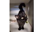 Adopt Mojo a Domestic Medium Hair