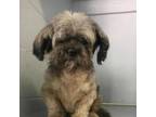 Adopt Heidi a Terrier