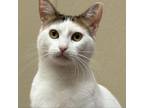 Adopt Roxy a Domestic Short Hair