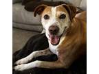 Adopt Akira a Beagle, Mixed Breed