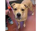 Adopt Lani a Labrador Retriever