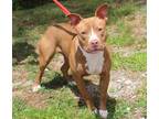 Adopt Gracie a Pit Bull Terrier