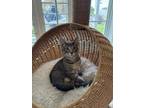 Adopt Tres a Domestic Short Hair, Tabby