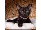 Adopt Magic a Domestic Short Hair