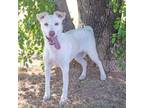 Adopt Shreya a Shepherd, Retriever