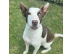 Adopt Berkeley a Australian Cattle Dog / Blue Heeler