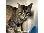 Adopt Raven a Domestic Short Hair
