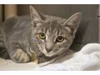 Adopt Phoenix a Domestic Short Hair, Tabby
