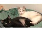 Adopt Coraline a Siamese, Domestic Short Hair