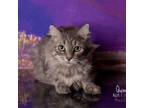 Adopt Quinn a Domestic Medium Hair
