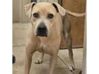 Adopt Angel a Labrador Retriever, Boxer