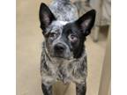 Adopt Chica a Australian Cattle Dog / Blue Heeler