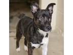 Adopt Smoochie a Basenji, Mixed Breed