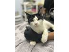 Adopt Isabella a Domestic Short Hair
