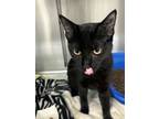 Adopt Panther a Domestic Short Hair