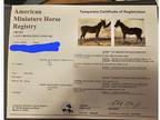 Registered shetland stud