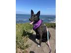 Adopt Delilah a Cattle Dog, Labrador Retriever