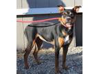 Adopt Honolulu a Pit Bull Terrier, Mixed Breed