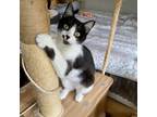 Adopt Baby a Domestic Short Hair
