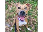 Adopt Sunshine a Mixed Breed