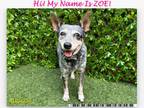 Adopt ZOE a Australian Cattle Dog / Blue Heeler