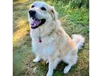 Adopt Athena a Great Pyrenees, Mixed Breed
