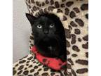 Adopt Jameson a Domestic Short Hair
