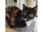 Adopt Nahla a Domestic Short Hair