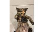 Adopt Lionel a American Shorthair, Domestic Short Hair