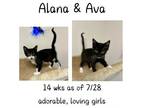 Adopt Alana & Ava a Domestic Short Hair
