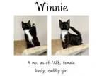 Adopt Winnie a Domestic Short Hair