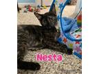 Adopt Nesta a Domestic Short Hair