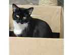 Adopt Mina a Domestic Short Hair