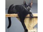 Adopt Queen Latifa a Domestic Short Hair