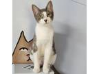 Adopt Leslie a Domestic Short Hair