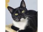 Adopt Gypsy a Domestic Short Hair