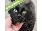 Adopt Patience a Domestic Long Hair
